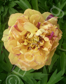 Paeonia x 'Itoh Lollipop'